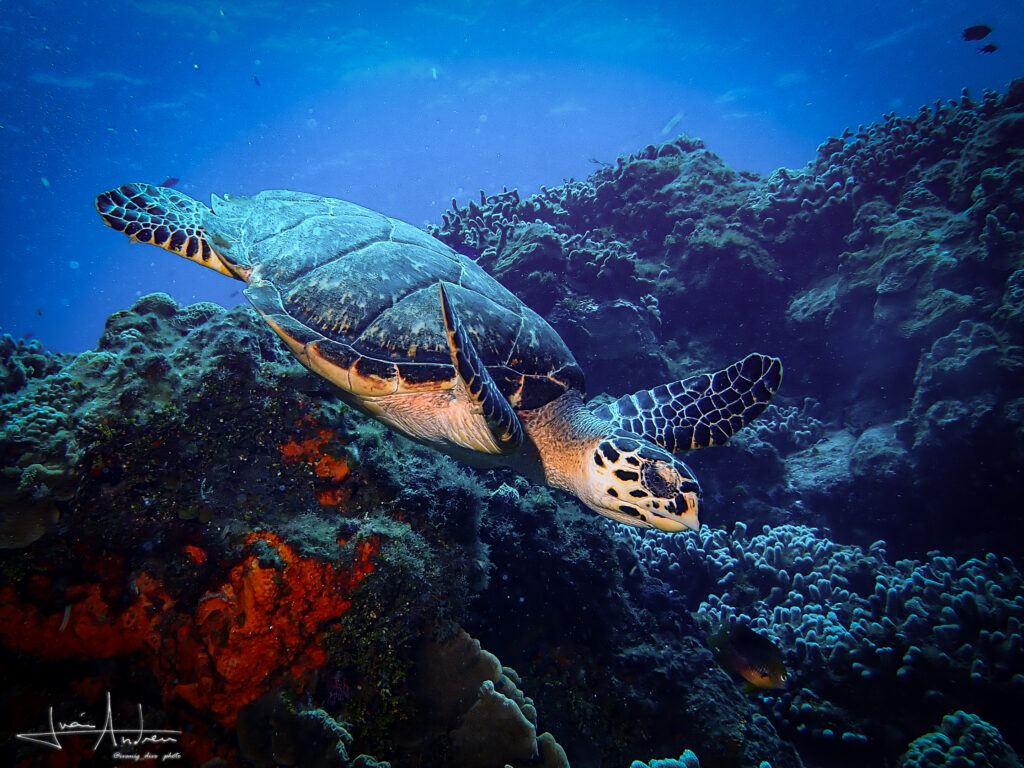 Snorkeling con tortugas y rayas en Akumal julien garnier scuba diving Plongée loisir à Cozumel