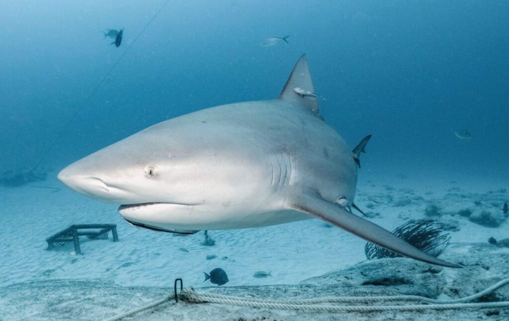 buceo con tiburones toro julien garnier scuba diving playa del carmen mexico Plongée avec requin bouledogue