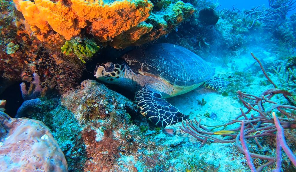 buceo cozumel julien garnier scuba diving playa del carmen mexico Plongée loisir à Playa del Carmen