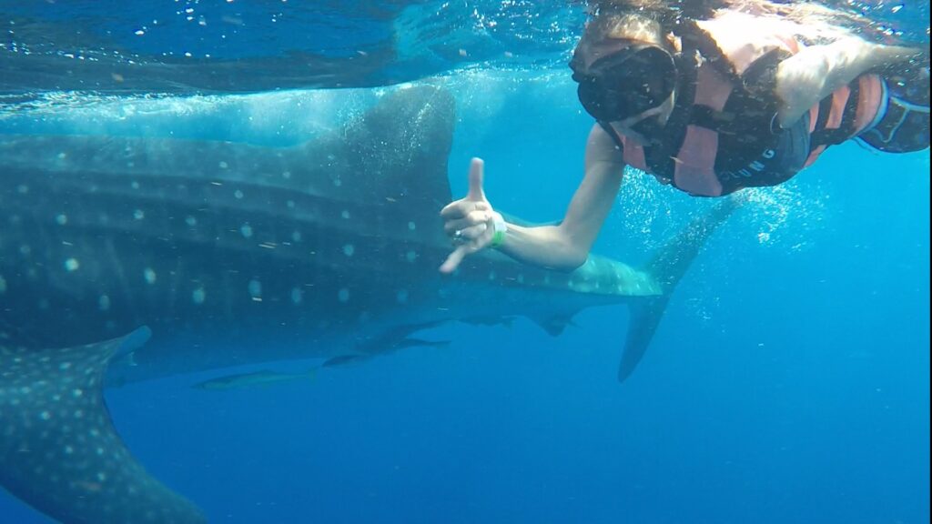 Snorkeling con tiburón ballena julien scuba diving mexico Snorkel avec requin baleine